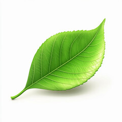 Obraz premium Tree leaf isolated on a white background