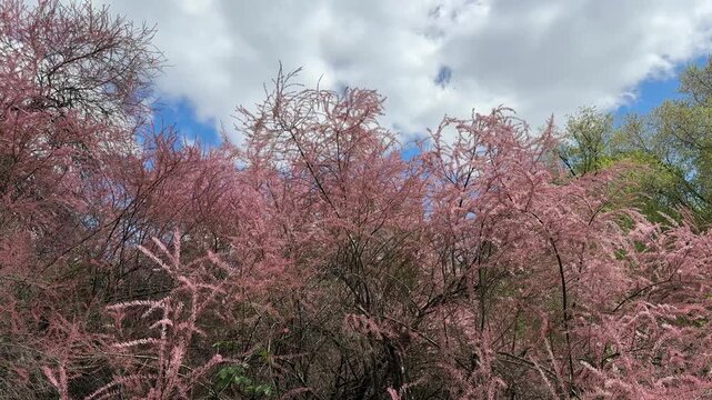 Feathery tamarisk pink blooms in late spring.