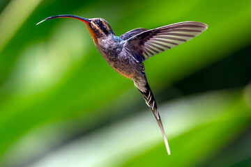 hummingbird in flight-Green Hermit