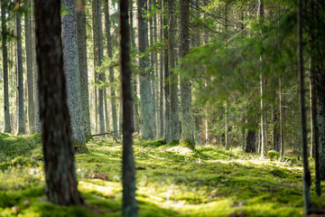 Naklejka premium Serene Lithuanian forest with tall pines, moss-covered ground, and lush greenery creating a peaceful, untouched atmosphere.