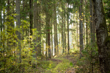 Serene Lithuanian forest with tall pines, moss-covered ground, and lush greenery creating a peaceful, untouched atmosphere.