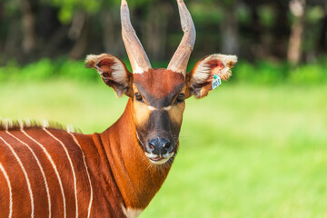 Naklejka premium The Eastern mountain bongo is a striking coppery-red antelope with thin white stripes. These stripes vary in number between individuals, but there are usually between 10 and 15 stripes per side. Femal