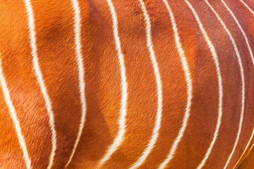 The Eastern mountain bongo is a striking coppery-red antelope with thin white stripes. These stripes vary in number between individuals, but there are usually between 10 and 15 stripes per side. Femal