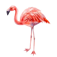 Pink flamingo bird standing with long legs watercolor tropical wildlife illustration for exotic summer decor