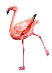 Fototapeta premium Pink flamingo cute bird exotic tropical wildlife isolated white background, watercolor illustration. Greeting card, poster