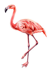 Obraz premium Pink bird, Summer flamingo isolated watercolor exotic tropical wildlife illustration for design, poster, card