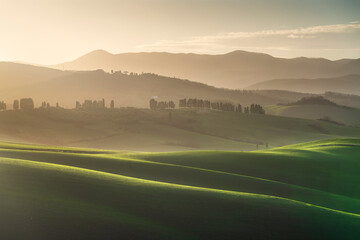 Cypress trees and rolling hills in the Lajatico countryside at sunset. Tuscany, Italy