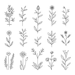 Elegant Botanical Line Drawings A Collection of Simple Floral Sketches isolated on transparent background Generative AI.