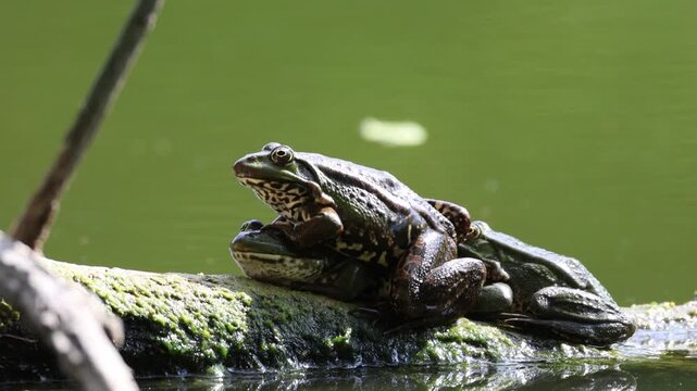 Three Marsh Frogs bask in the sun on a wooden log, perpendicular to the camera lens, on a sunny summer day.