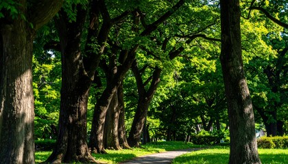Fototapeta premium A sunlit park path lined with lush green trees casts soft shadows on the ground, creating a serene and tranquil atmosphere.