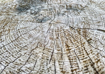Fototapeta premium Detailed view of tree rings depicting age and growth patterns in a natural setting