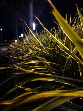 close up of grass and fire