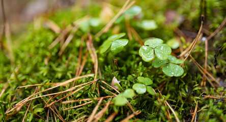 Close-up of mossy forest floor in Lithuania with lichen-covered branches and soft green textures.