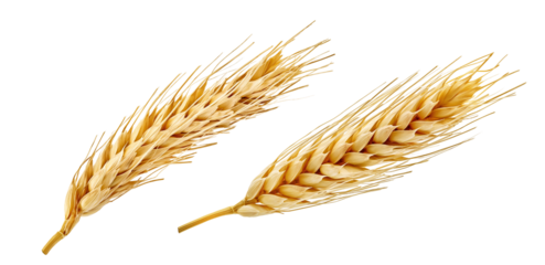 Golden wheat ears isolated on transparent background. Ripe cereal spikes, agriculture crop symbol, organic grain harvest illustration, natural farm food, bakery ingredient, organic flour, bread, beer