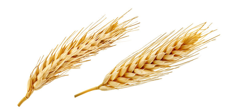 Golden wheat ears isolated on transparent background. Ripe cereal spikes, agriculture crop symbol, organic grain harvest illustration, natural farm food, bakery ingredient, organic flour, bread, beer