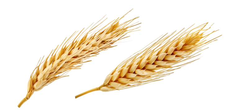 Golden wheat ears isolated on transparent background. Ripe cereal spikes, agriculture crop symbol, organic grain harvest illustration, natural farm food, bakery ingredient, organic flour, bread, beer
