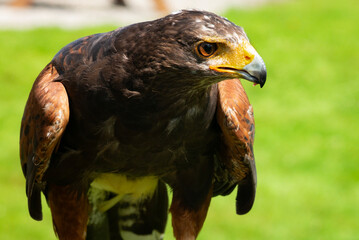 Saker Falcon