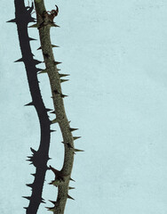 Thorny Branch with Shadow © Will Milne