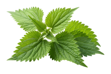 Green stinging nettles isolated on transparent background
