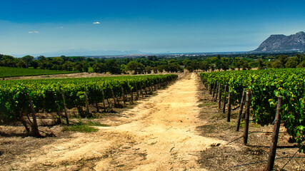 Fototapeta premium View between vineyards of a dusty road overlooking False Bay in the distance in Cape Town South Africa