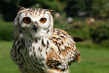 Barn Owl