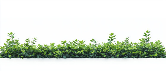Green hedge minimalist design fresh foliage natural border outdoor plant landscaping isolated on white clean background vibrant leaves garden element create calm and peaceful atmosphere
