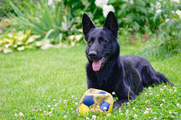 Black German shepherd Н