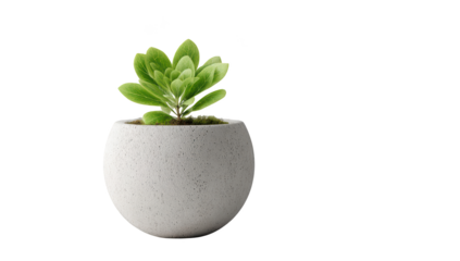 Lush green succulent plant in a textured white round pot against black background