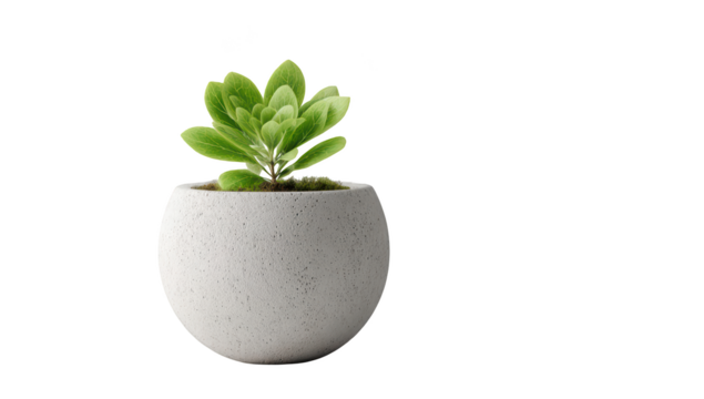 Lush green succulent plant in a textured white round pot against black background