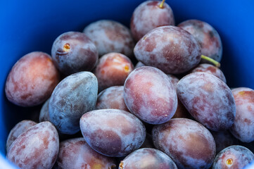 frische Pflaumen