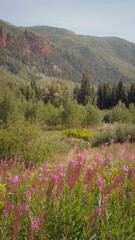 Fototapeta premium wild flowers in the mountains