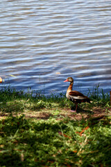 Black-bellied whistling-duck standing by the water's edge