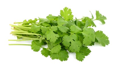 Fresh Coriander (Cilantro) Leaves with Stems Isolated on White Background