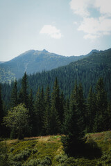 Morning mist in the Carpathian Mountains, Ukraine. Scenic view of coniferous forest covered with fog in summer. Travel and nature background with atmospheric landscape.
