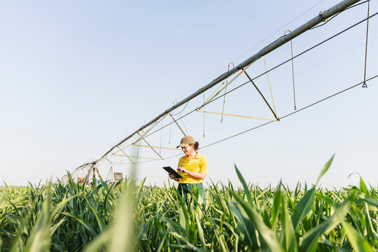 Farmer in corn field using digital tablet under irrigation pivot