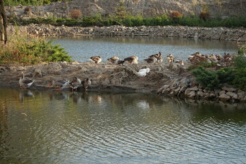 Ducks and geese resting on the island