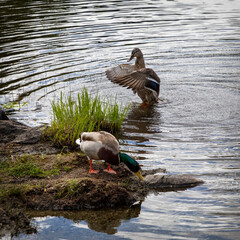 male and female mallards with the female drying its wings at the edge of a lake