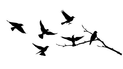 Elegant Swan Silhouette bird water bird