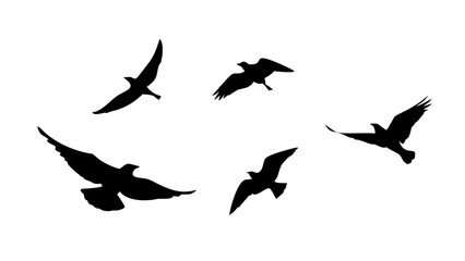 Flock of birds in flight flying silhouette