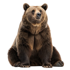 Obraz premium Majestic bear sitting isolated on transparent background