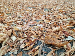 Autumn leaf fall