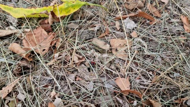 Pyrrhocoris apterus. Red bug soldier