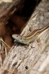A lizard in the wild warms itself on wood