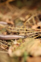 The slow worm is hidden among the dry leaves.