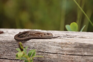 A lizard in the wild warms itself on wood