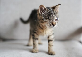 Blind kitten with only one eye