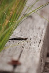 A lizard in the wild warms itself on wood