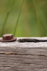 Fototapeta premium A lizard in the wild warms itself on wood