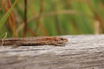 A lizard in the wild warms itself on wood
