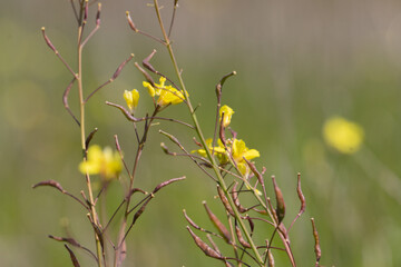 Beginning of the first with the flower brassica carinata	